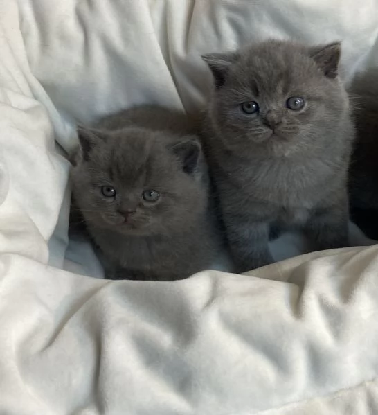 Meravigliosi cuccioli Scottish straight blue | Foto 4