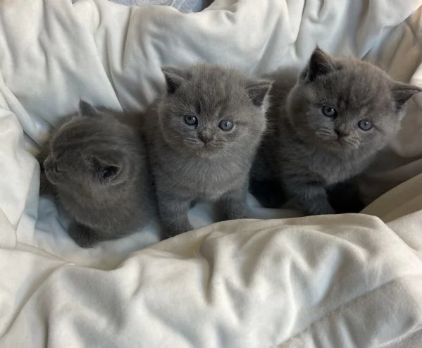 Meravigliosi cuccioli Scottish straight blue | Foto 2