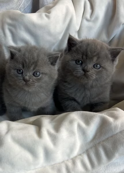 Meravigliosi cuccioli Scottish straight blue | Foto 1