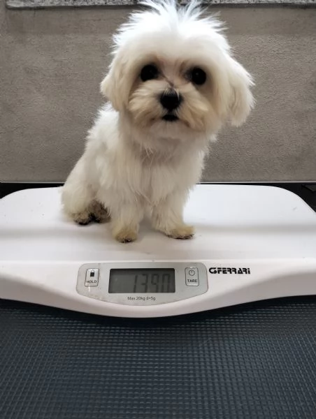 Maltese Teacup con pedigree ENCI | Foto 1