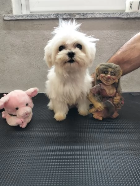 Maltese Teacup con pedigree ENCI | Foto 0
