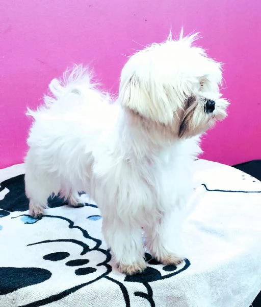 Maltese Teacup con pedigree ENCI