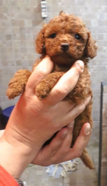 Barboncino toy e nano cuccioli italiani | Foto 1