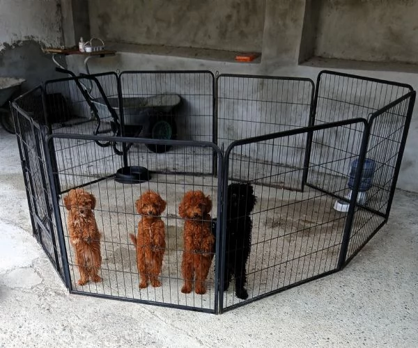 Barboncino toy e nano cuccioli italiani