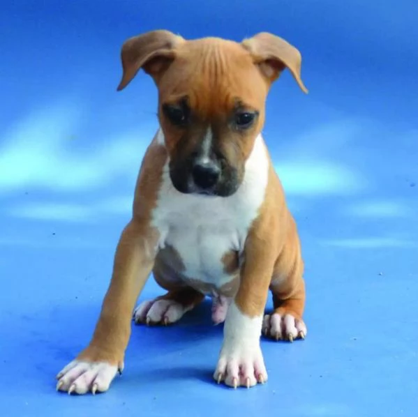 American Staffordshire Terrier - rocce | Foto 1