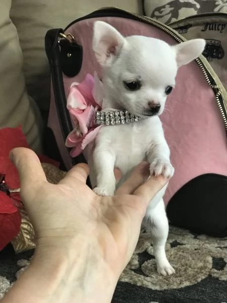 cuccioli di chihuahua in adozione | Foto 1
