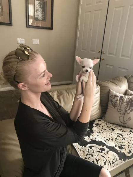 2 cuccioli di chihuahua disponibili per adozione. 