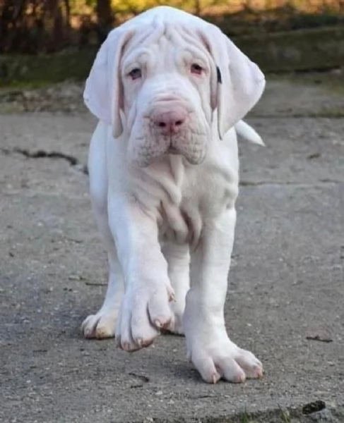 Regalo adorabili cuccioli Alano femminucce e maschietti disponibili gratuita i cuccioli sono vaccina