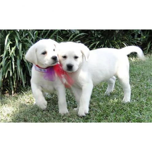 graziosi cuccioli di labrador in cerca di adozione.