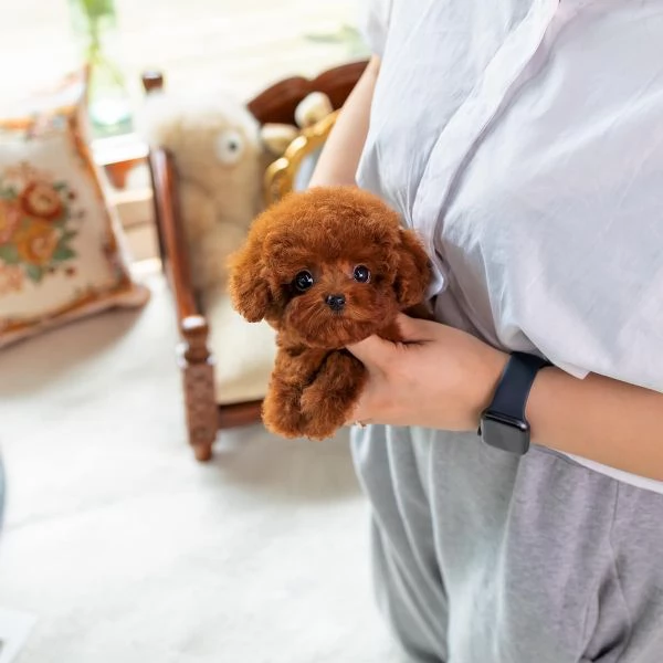 cuccioli di barboncino carini in cerca di adozione.