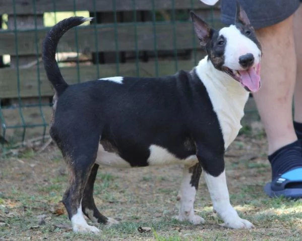 Bull Terrier in miniatura cuccioli | Foto 6