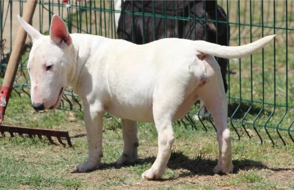 Bull Terrier in miniatura cuccioli | Foto 5