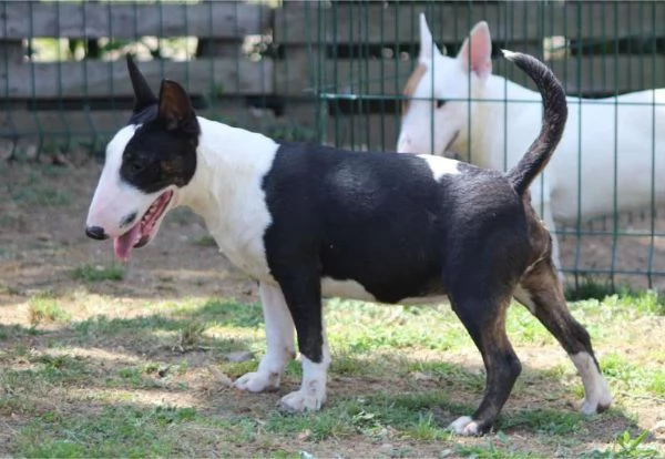 Bull Terrier in miniatura cuccioli | Foto 4