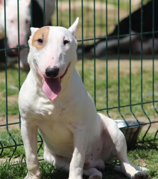 Bull Terrier in miniatura cuccioli | Foto 1