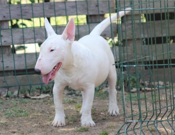 Bull Terrier in miniatura cuccioli