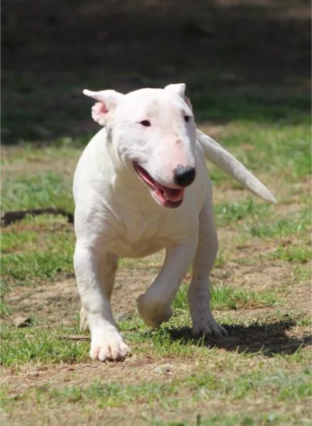 Bull Terrier in miniatura cuccioli | Foto 0