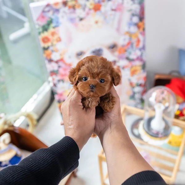 3 cuccioli di barboncino disponibili per una casa amorevole.  | Foto 0