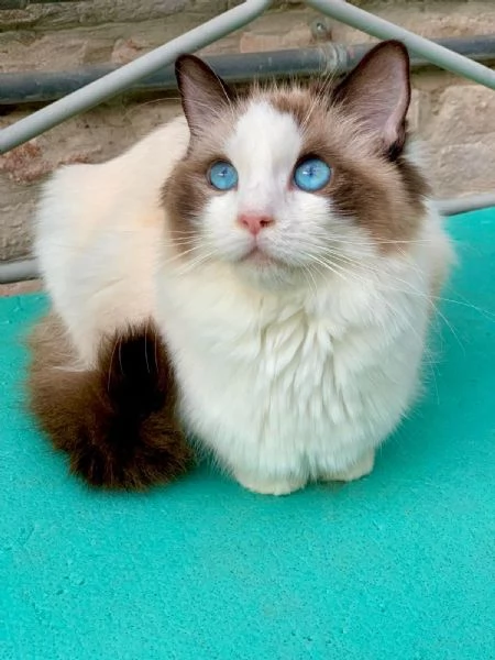 disponibili cuccioli di ragdoll | Foto 3