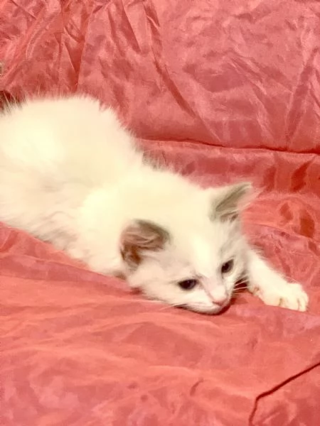 disponibili cuccioli di ragdoll | Foto 1