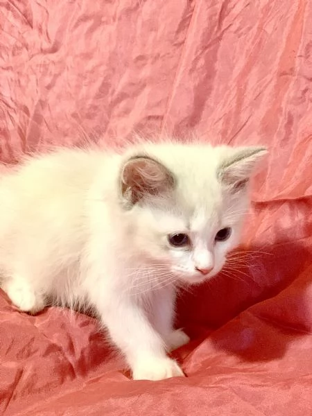 disponibili cuccioli di ragdoll | Foto 0