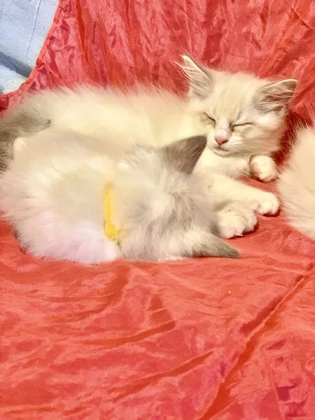 disponibili cuccioli di ragdoll