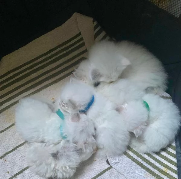 cuccioli di ragdoll | Foto 0