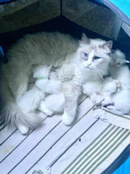cuccioli di ragdoll