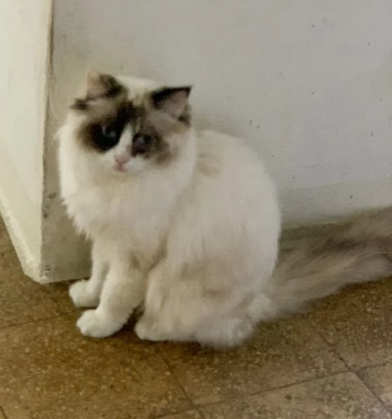 cuccioli di ragdoll | Foto 1