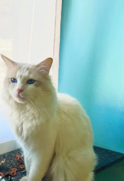 cuccioli di ragdoll | Foto 0