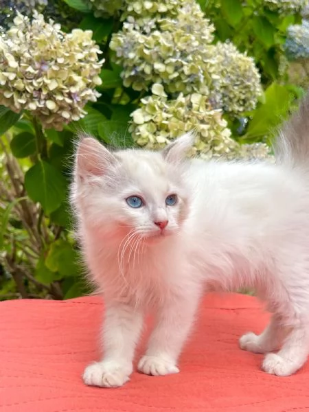 cucciolo ragdoll disponibile  | Foto 4