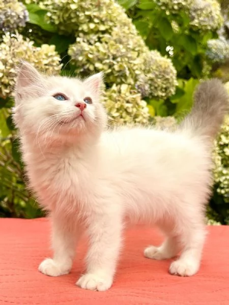 cucciolo ragdoll disponibile  | Foto 3