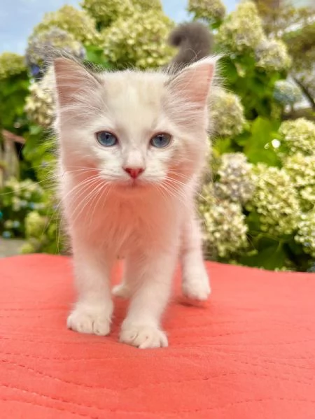 cucciolo ragdoll disponibile  | Foto 1