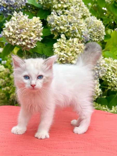 cucciolo ragdoll disponibile 