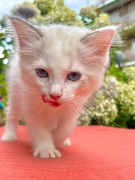 cucciolo ragdoll disponibile  | Foto 0