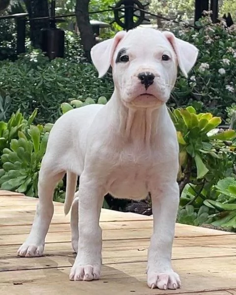 Cuccioli DOGO ARGENTINO | Foto 0