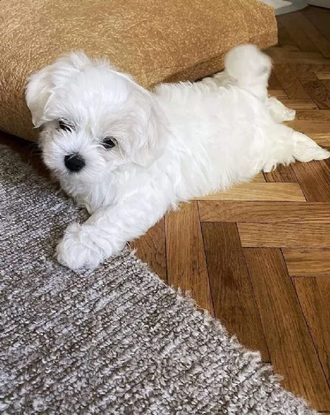 Due deliziose cucciole Maltese | Foto 0
