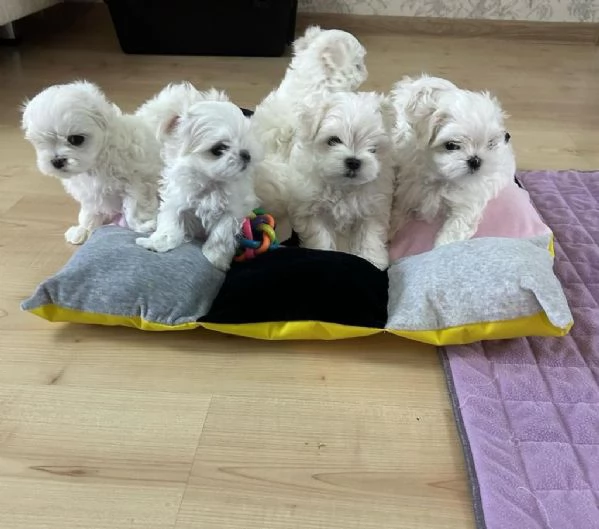 Regala cuccioli di Maltese | Foto 0