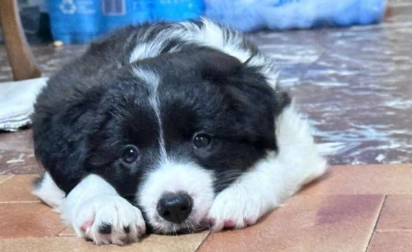 Regala cuccioli di Border Collie | Foto 0