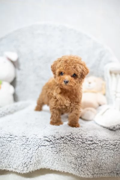 cuccioli di barboncino per una buona casa. | Foto 1