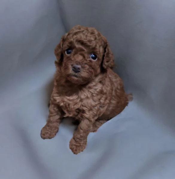  BARBONCINI mini toy RED