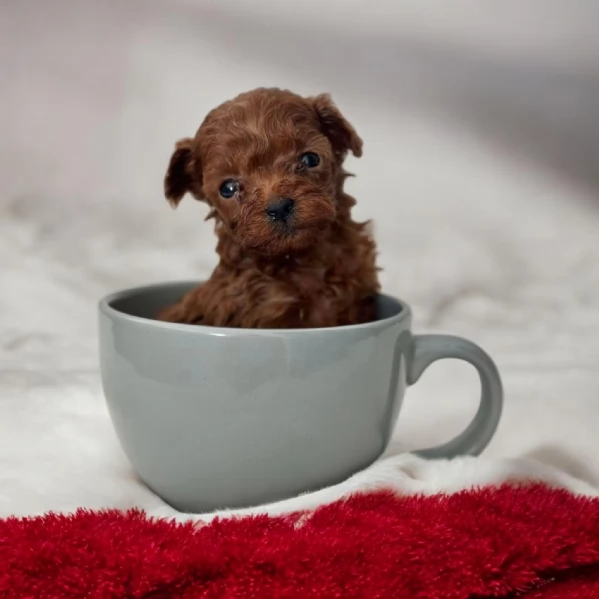  BARBONCINI Teacup mini toy RED