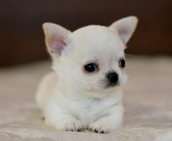 Meraviglie uniche chihuahua pedigree enci 