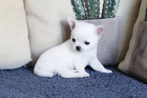 Strepitosi Chihuahua PEDIGREE enci  | Foto 0