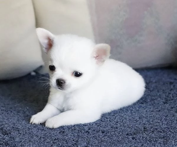 Strepitosi Chihuahua PEDIGREE enci 