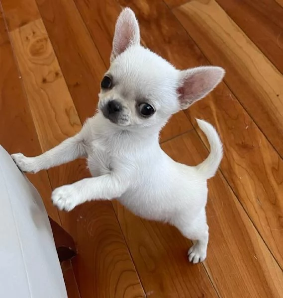 Chihuahua Stupendi super pedigree enci 