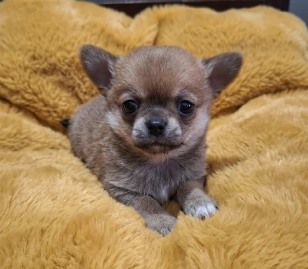 Chihuahua Stupendi super pedigree enci 