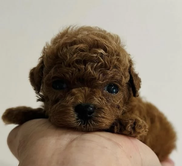 Meravigliosi barboncini red intenso mini toy 