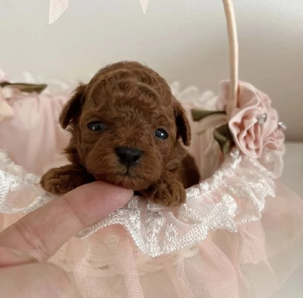 Meravigliosi barboncini red intenso teacup mini toy 