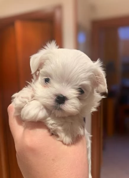 Maschio e femmina Maltese | Foto 0