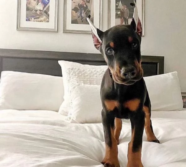Regalo adorabili cuccioli Dobermann femminucce e maschietti gratuita i cuccioli sono vaccinati sverm